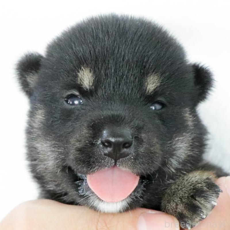 販売中の愛知県の柴犬-403935の4枚目